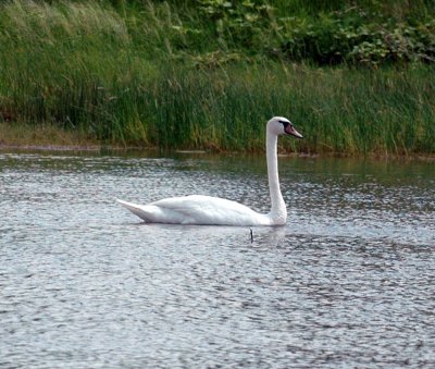 625fishhatchery 021muteswan.jpg