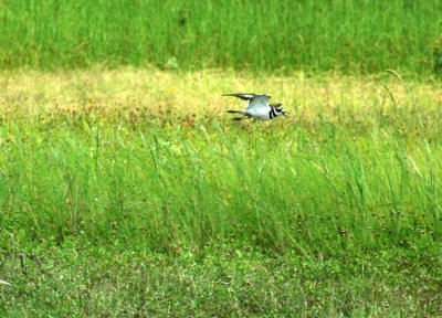 625fishhatchery 027killdeer.jpg