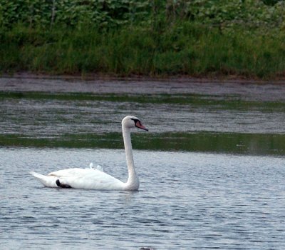 625fishhatchery 032muteswan.jpg