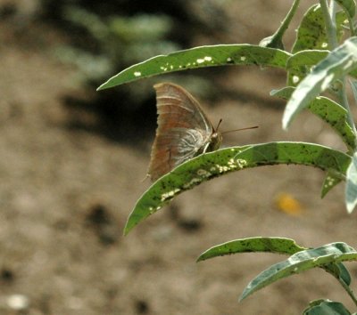 625fishhatchery 033leafwing.jpg