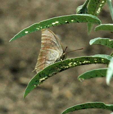 625fishhatchery 034leafwing.jpg