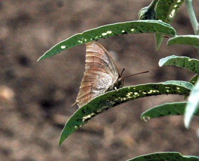 625fishhatchery 035goatweedleafwing.jpg