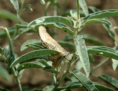 625fishhatchery 036goatweedleafwing.jpg