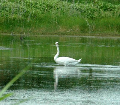 625fishhatchery 037muteswan.jpg