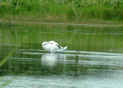 625fishhatchery 039muteswan.jpg