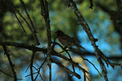 626cooks 017housefinch.jpg