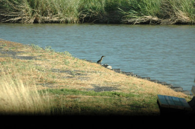 626cooks 023greenHeron.jpg