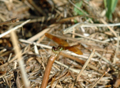 626cooks 027amberwing.jpg