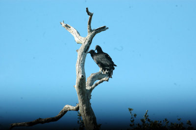 626cooks 048blackvultures.jpg