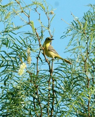 626cooks 057oriole.jpg