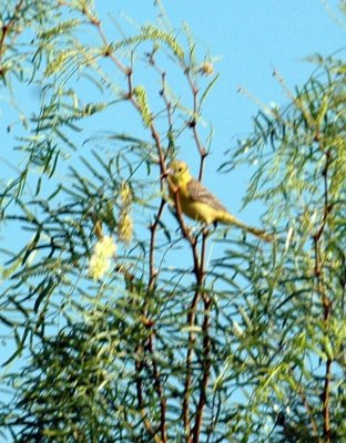 626cooks 058oriole.jpg