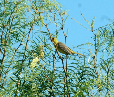 626cooks 059oriole.jpg