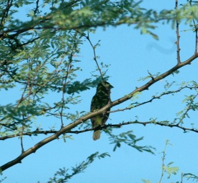 626cooks 062bluegrosbeak.jpg