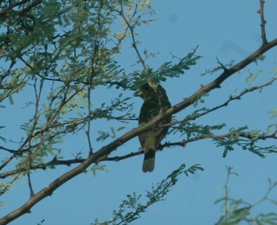 626cooks 065tanager.jpg