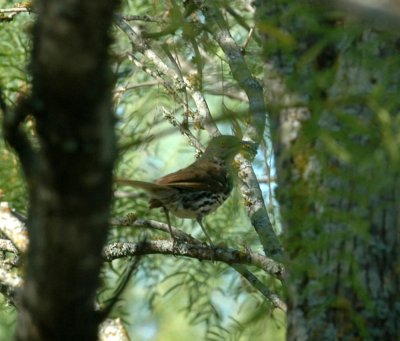 626cooks 068longbilledthrasher.jpg