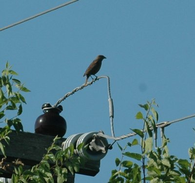 626cooks 077cowbird.jpg