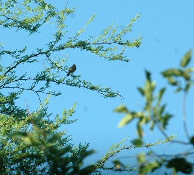 626cooks 079bellsVireo.jpg