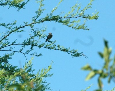 626cooks 080bellsVireo.jpg