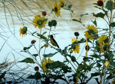 626cooks 086lesserGoldfinch.jpg