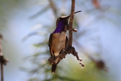 IMG_6564lucifer.jpg