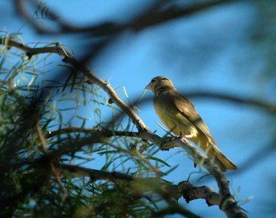 627Lucifer 034bird.jpg