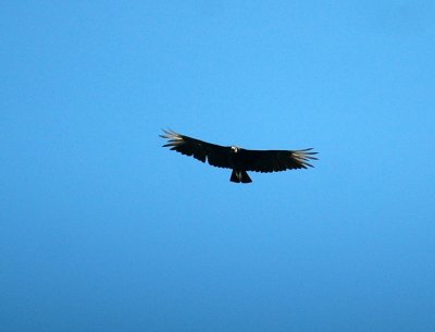 627Lucifer 037blackvulture.jpg
