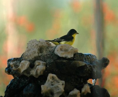 627Lucifer 078lessergoldfinch.jpg