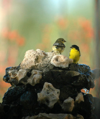 627Lucifer 097lessergoldfinch.jpg