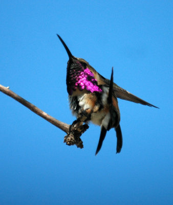 Lucifer Hummingbird in Junction, TX