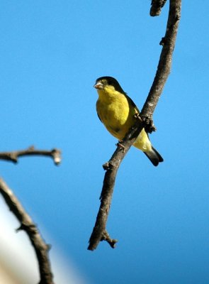 627Lucifer 168lessergoldfinch.jpg