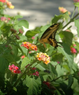 73SAnAntonio 043giantswallowtail.jpg