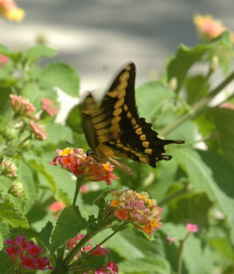 73SAnAntonio 044giantswallowtail.jpg