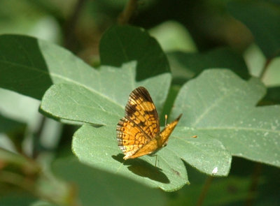 73SAnAntonio 074pearl Crescent.jpg