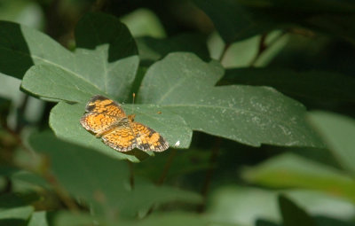 73SAnAntonio 075pearl crescent.jpg