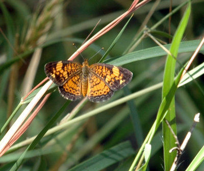 73SAnAntonio 076pearl crescent.jpg