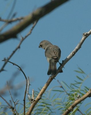 74cooks 003bird.jpg