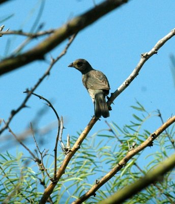 74cooks 004bird.jpg