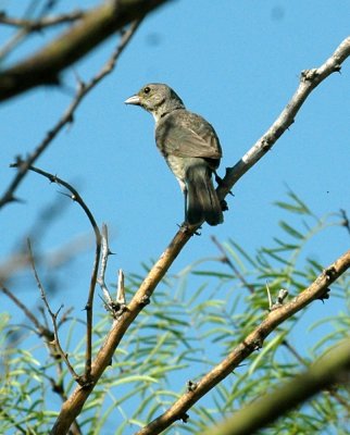 74cooks 005bird.jpg