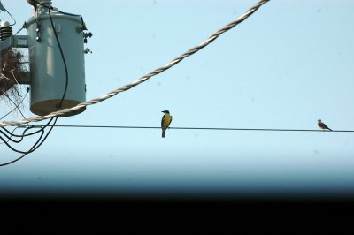 74cooks 007greatkiskadee.jpg
