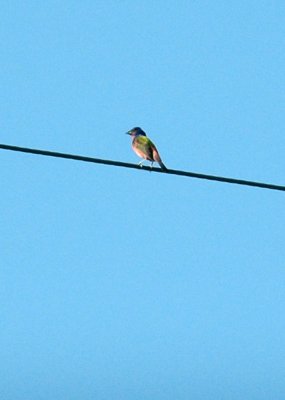 74cooks 009paintedbunting.jpg