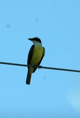 74cooks 010greatkiskadee.jpg