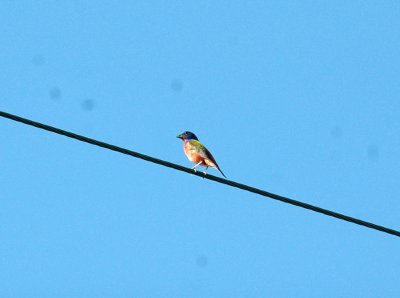 74cooks 011paintedbunting.jpg
