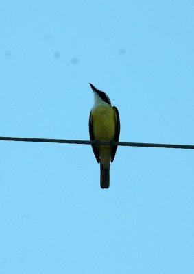 74cooks 013greatkiskadee.jpg