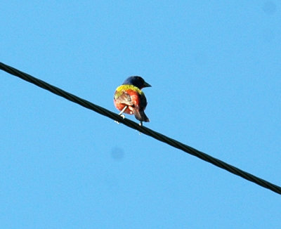 74cooks 015paintedbunting.jpg