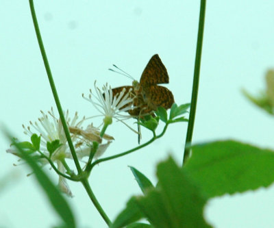 74cooks 017butterfly.jpg