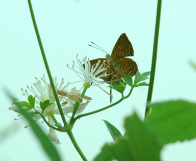 74cooks 018butterfly id.jpg