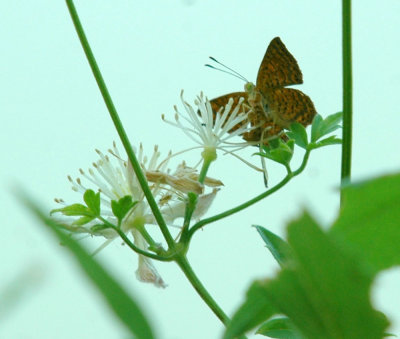 74cooks 019butterfly id.jpg