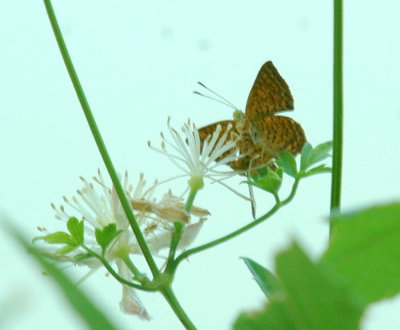 74cooks 020butterfly.jpg
