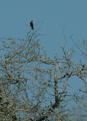 74cooks 026brownheadedcowbird.jpg