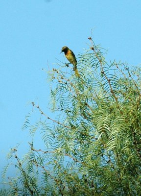 75cooks 003AudubonsOriole.jpg